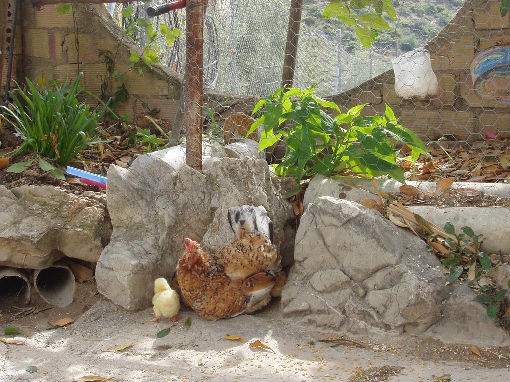 El Rincon De Carmen Guest House Rute Exterior photo